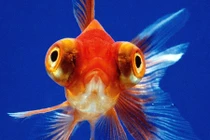 Trắc nghiệm nhỏ để biết bạn có bị bệnh não cá vàng