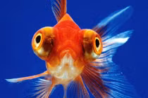 Trắc nghiệm nhỏ để biết bạn có bị bệnh não cá vàng