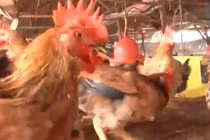 Giá gà lại quay đầu giảm mạnh: Sắp phải “giải cứu” gà?