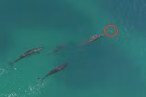 Khoảnh khắc sát thủ đại dương bị bầy cá voi truy sát