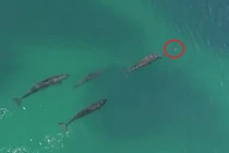 Khoảnh khắc sát thủ đại dương bị bầy cá voi truy sát