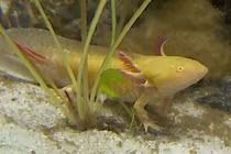 Thú chơi cá rồng tiền triệu ở Hà Nội