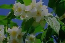 5 loại cây giúp ngủ ngon bạn nên trồng trong nhà