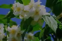 5 loại cây giúp ngủ ngon bạn nên trồng trong nhà