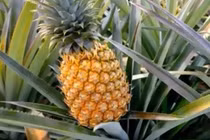 Những người tuyệt đối không được ăn quả dứa