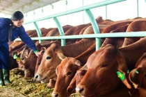 Ba tháng, nợ công ty bầu Đức tăng thêm 1.500 tỷ đồng