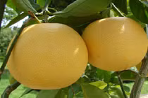 Cách chọn bưởi Diễn chuẩn, ngon để ăn Tết