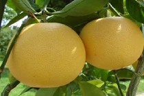 Cách chọn bưởi Diễn chuẩn, ngon để ăn Tết