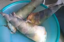 Những lợi ích và bài thuốc hay từ măng tre