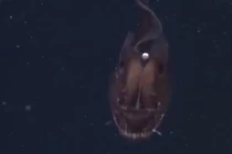 Sinh vật có bộ mặt ác quỷ ở vùng biển Mỹ