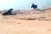 Người đàn ông trêu chó và cái kết bất ngờ