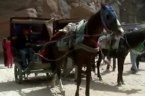 Xót xa 1.300 con ngựa làm phu xe ở Jordan