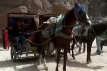 Xót xa 1.300 con ngựa làm phu xe ở Jordan