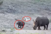 Màn rượt đuổi thú vị giữa tê giác và chim