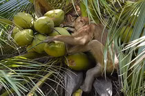 Video khỉ phải hái 1000 quả dừa mỗi ngày gây sốc