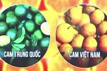 Cách phân biệt cam, hồng giòn, dưa lưới Việt Nam và Trung Quốc