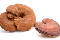 Công dụng của nấm linh chi và cách sử dụng hiệu quả