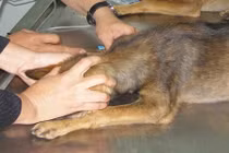 Hà Nội ghi nhận hai trường hợp tử vong do chó dại cắn