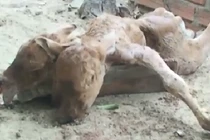 Bò đẻ ra bê 2 đầu đáng kinh ngạc ở Bình Định