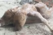 Bò đẻ ra bê 2 đầu đáng kinh ngạc ở Bình Định