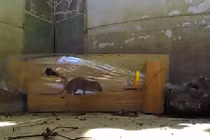 Chuột gì cũng không thoát nổi bẫy chuột tự chế này