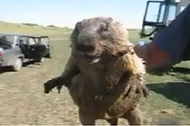 Giật mình với tiếng khóc thét như trẻ em của con rái cá