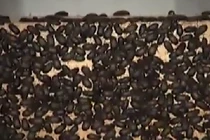 Cách chế thuốc trừ sâu đuổi bọ đậu đen hiệu quả