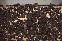 Cách chế thuốc trừ sâu đuổi bọ đậu đen hiệu quả