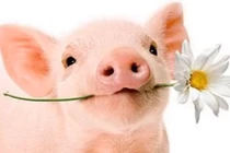 Video: 5 con giáp cực giàu trong năm 2018