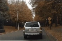 Tổng hợp loạt ảnh động chó trổ tài "tay lái lụa"