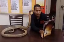 "Nổi da gà" xem rắn hổ mang say mê đọc sách, chơi bóng