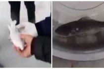 Kinh ngạc cá đóng băng vẫn có thể bơi lội tung tăng