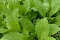 6 thực phẩm giúp phòng chống dị ứng thời tiết hiệu quả