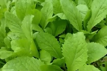 6 thực phẩm giúp phòng chống dị ứng thời tiết hiệu quả