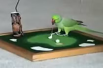 Vẹt biết đánh golf, chơi bóng rổ như người