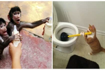 Những hình ảnh siêu dễ thương của động vật