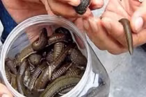 Thương lái mua đỉa giá 600000 đồng/kg, dân đổ xô đi bắt