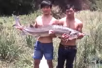 Bắt được cá tầm khủng hiếm có tại Việt Nam