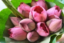 Mẹo giữ hoa sen tươi lâu không phải ai cũng biết