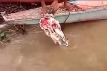 Tận mắt cảnh đàn cá Piranha điên cuồng rỉa thịt đầu bò