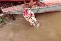 Tận mắt cảnh đàn cá Piranha điên cuồng rỉa thịt đầu bò