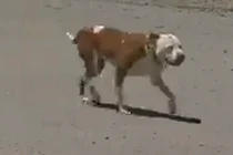 Thị trấn Mỹ lần thứ 4 bầu chó làm…thị trưởng