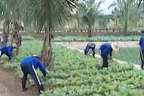 Video: Giật mình tỷ lệ sinh viên nghiện cần sa, ma túy đá