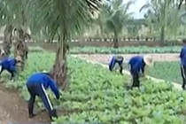 Video: Giật mình tỷ lệ sinh viên nghiện cần sa, ma túy đá