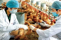 Cảnh báo nguy cơ cúm A(H7N9) vào Việt Nam