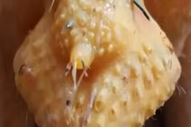 Những bộ phận của con gà tuyệt đối không nên ăn