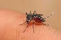 Dịch sốt xuất huyết ở Hà Nội bùng phát mạnh 