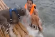 Chủ vờ chết đuối, hai chú chó pitbull hợp sức cứu giúp