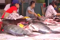 Đi tìm nguồn gốc cá bán ở các chợ Hà Nội
