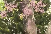 Vẻ đẹp tuyệt mỹ của hoa ngô đồng tại Kinh thành Huế